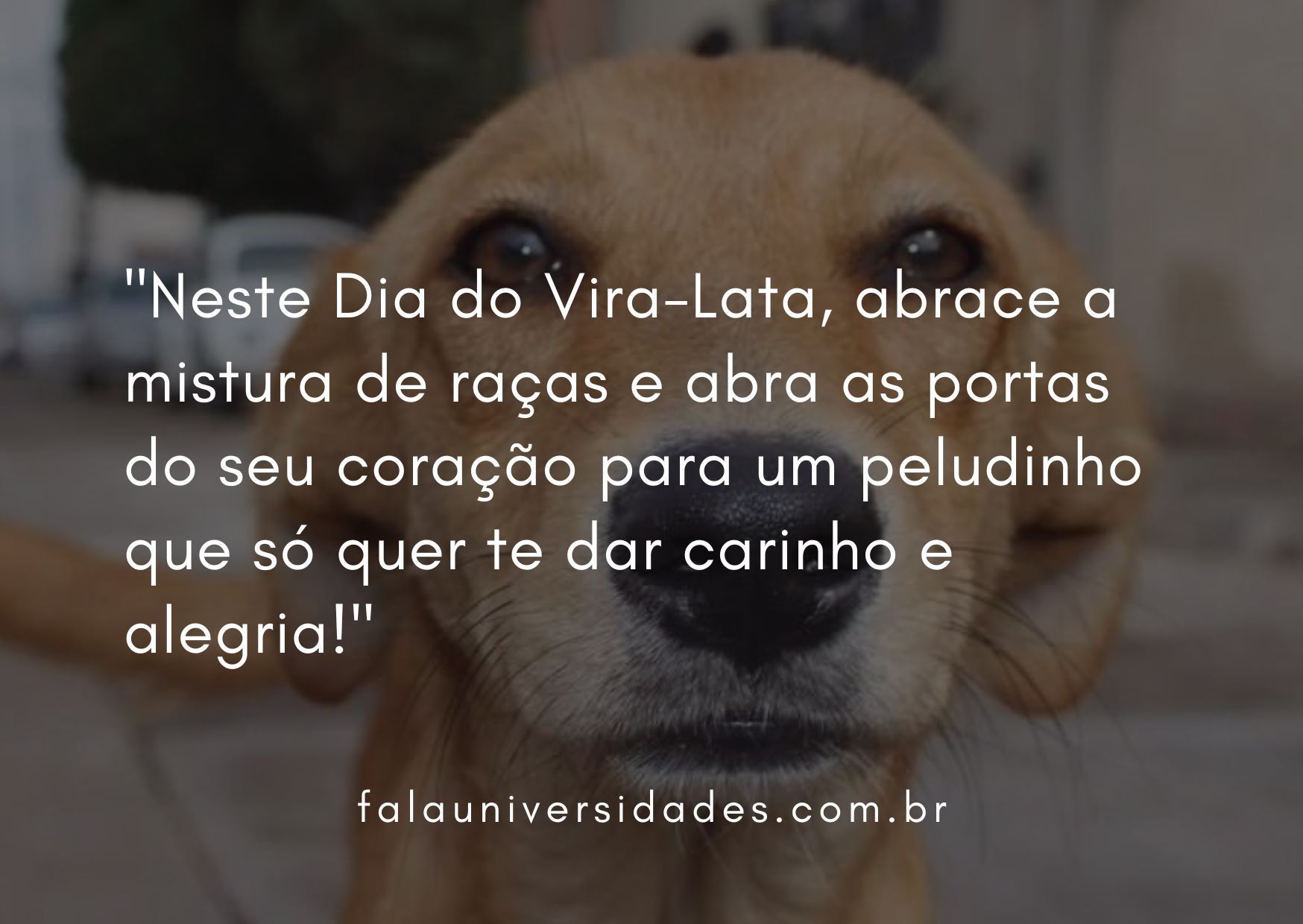 Dia Do Vira Lata Veja Mensagens Para Comemorar