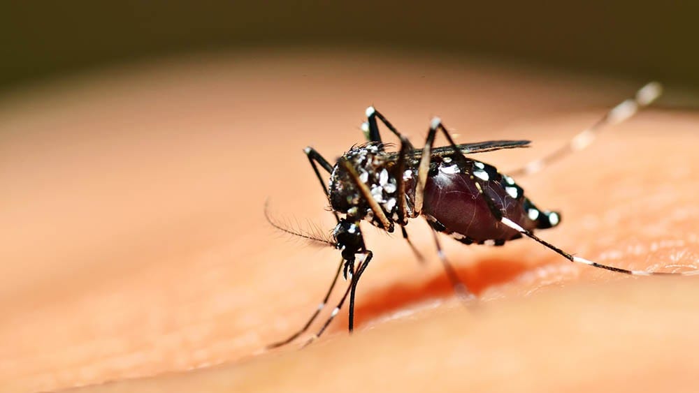 Casos de dengue aumentam no Brasil.