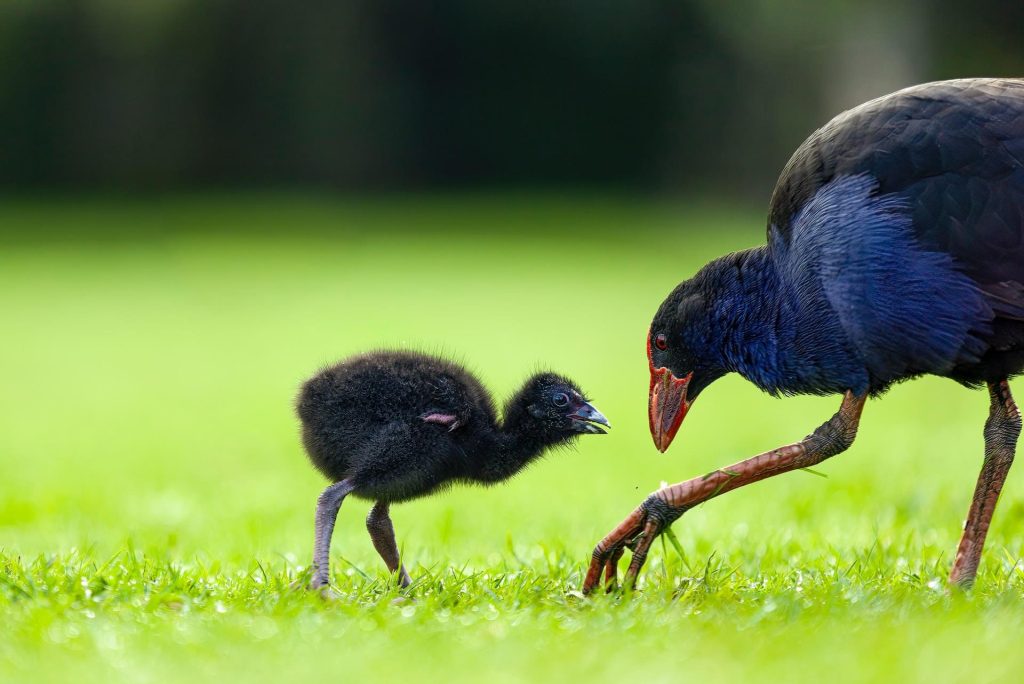 O pukeko é uma ave nativa das ilhas neozelandesas. 