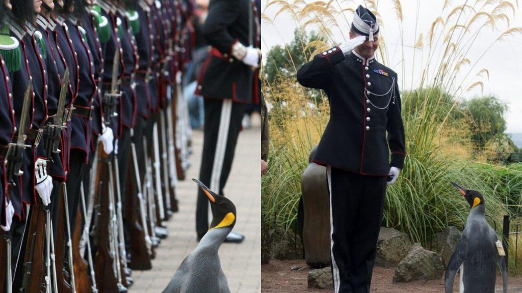 A Noruega possui um pinguim condecorado.