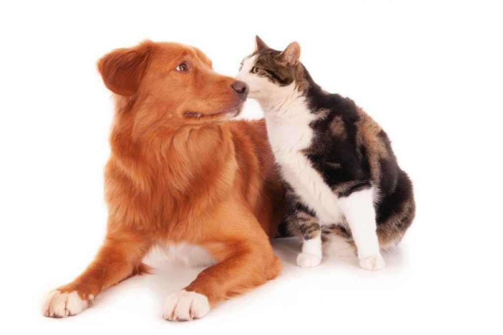 animais de estimação