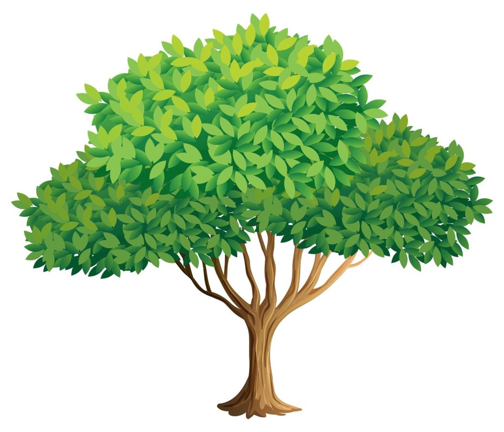 Essa é a estrutura geral de uma árvore. Essa configuração pode ser alterada de acordo com a espécie da planta