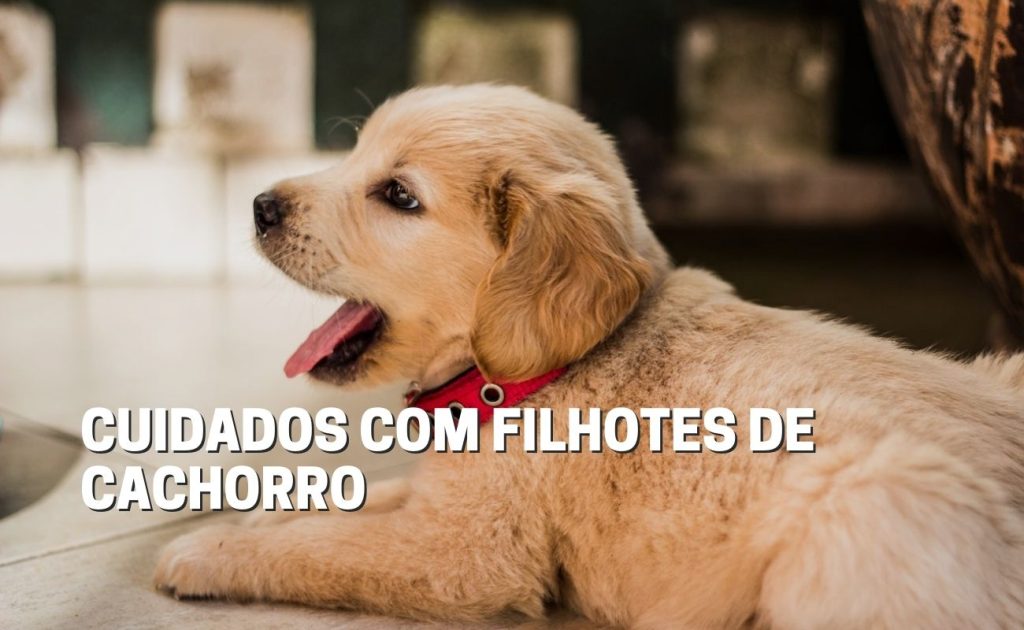 Veja os cuidados necessários com filhotes de cachorro