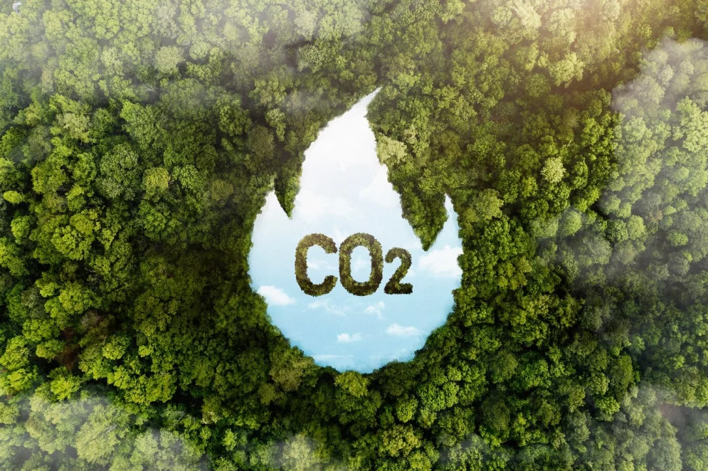 imagem ilustrativa sequestro de carbono