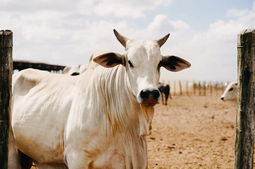 Nelore é uma raça bovina altamente fértil.
