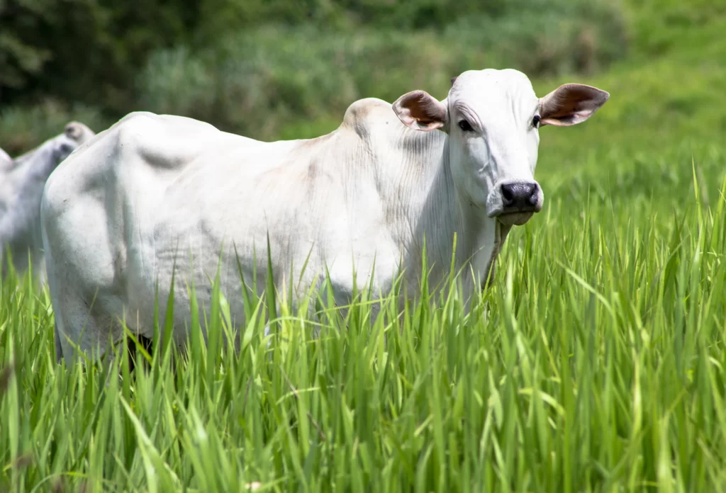 Nelore é uma raça bovina altamente fértil.