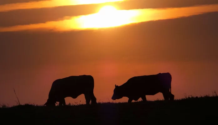 Gado: Como ter lucro em área de morro e pouca chuva Gado: Como ter lucro em área de morro e pouca chuva