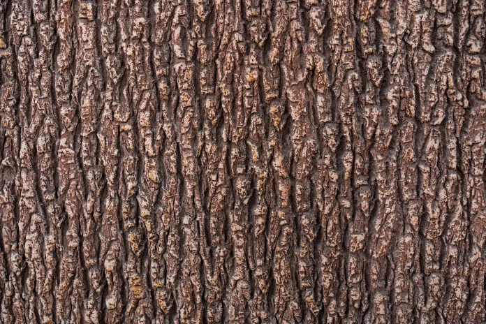 relief-texture-brown-bark-tree-close-up