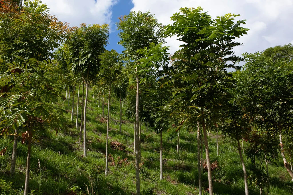 uso-de-biochar-para-recuperação-de-áreas-mineradas