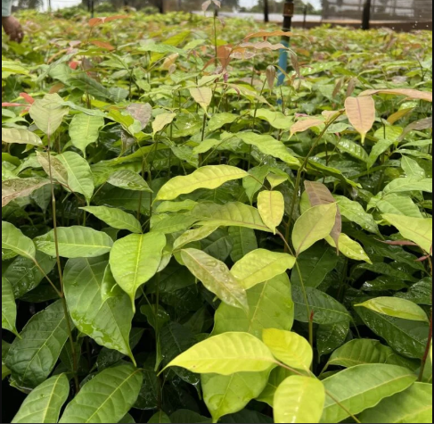 Mogno Africano: Biotecnologia e o Futuro da Silvicultura de Precisão