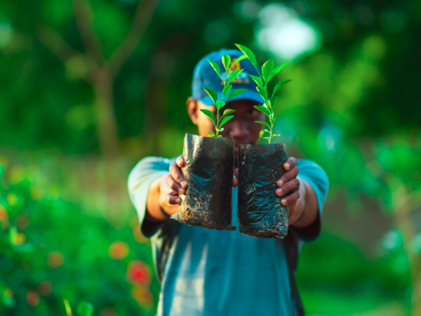 Descubra como o Mogno Africano está liderando a transição para uma Economia Florestal Verde, unindo sustentabilidade, inovação e rentabilidade.